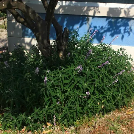 Daire Studio Viganj 10189b Trstenik (Dubrovnik-Neretva)